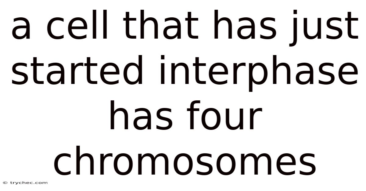 A Cell That Has Just Started Interphase Has Four Chromosomes
