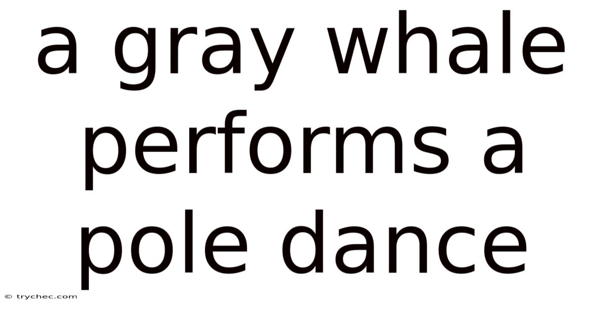 A Gray Whale Performs A Pole Dance