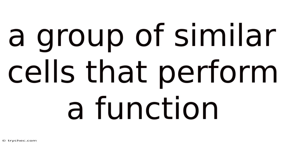 A Group Of Similar Cells That Perform A Function