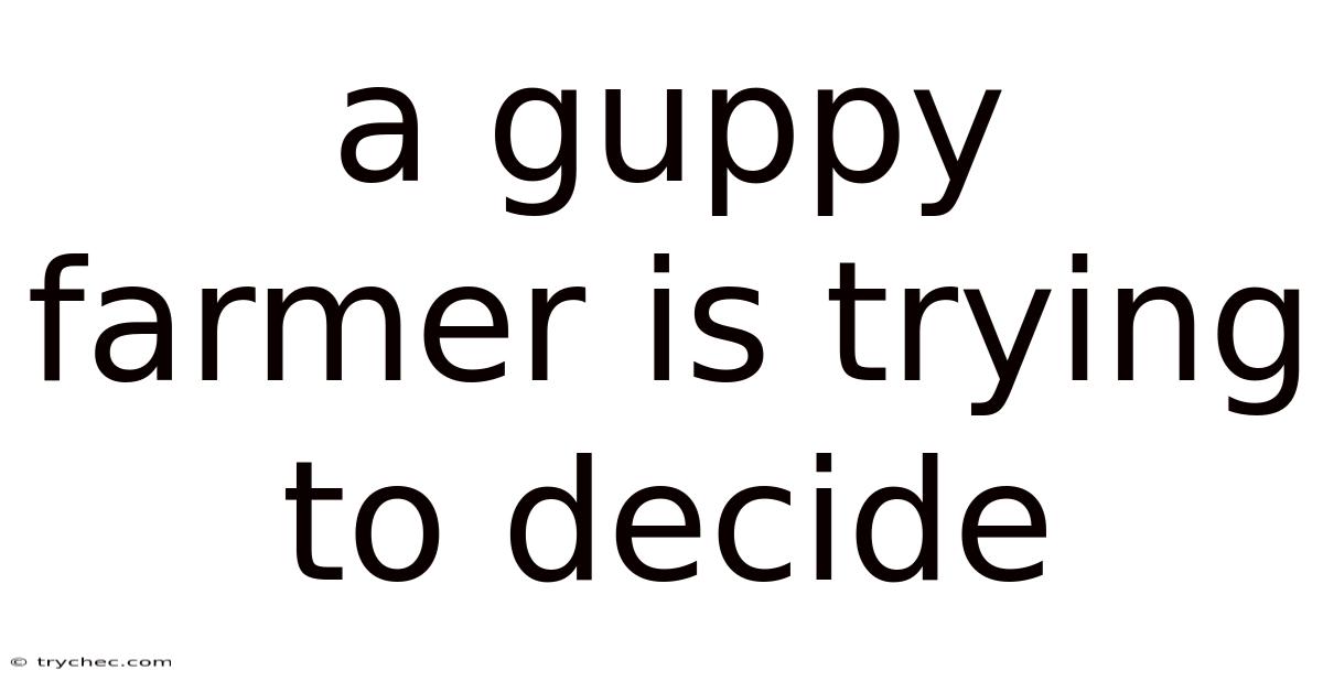 A Guppy Farmer Is Trying To Decide