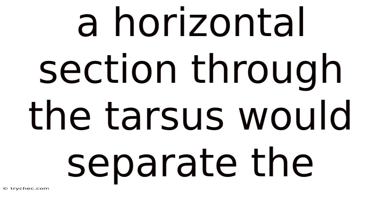 A Horizontal Section Through The Tarsus Would Separate The