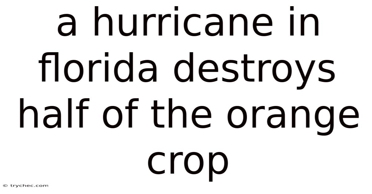 A Hurricane In Florida Destroys Half Of The Orange Crop