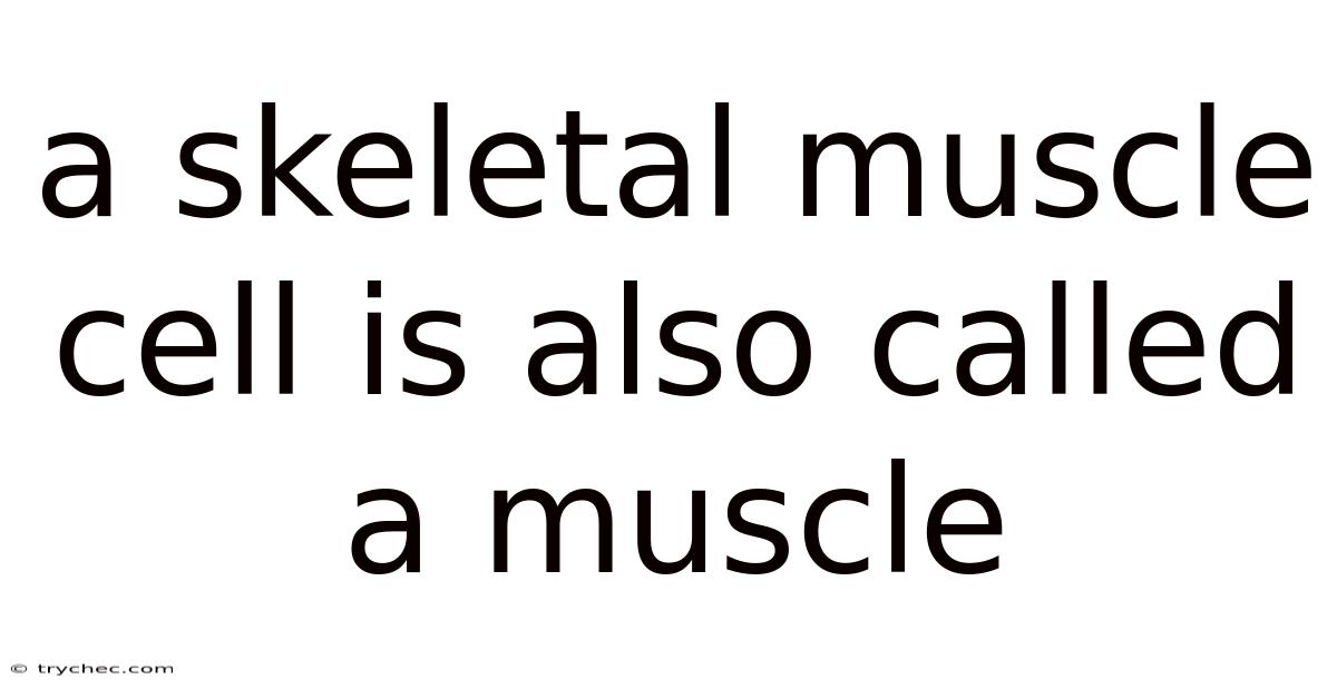 A Skeletal Muscle Cell Is Also Called A Muscle