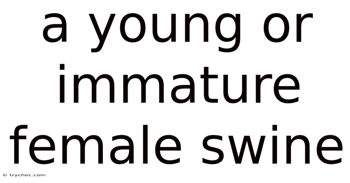 A Young Or Immature Female Swine