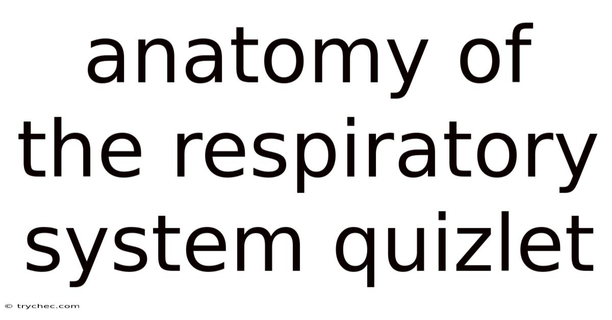 Anatomy Of The Respiratory System Quizlet