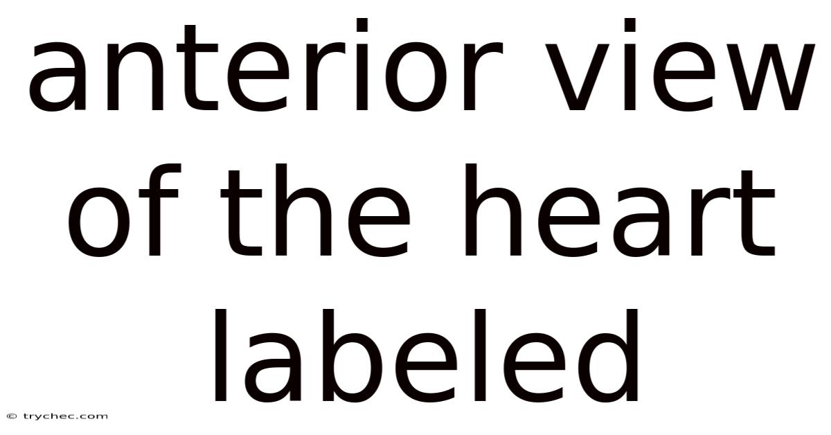 Anterior View Of The Heart Labeled