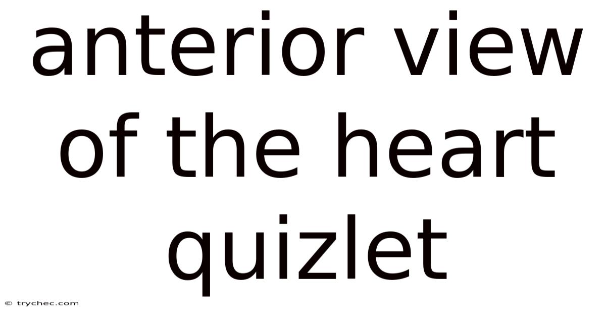 Anterior View Of The Heart Quizlet