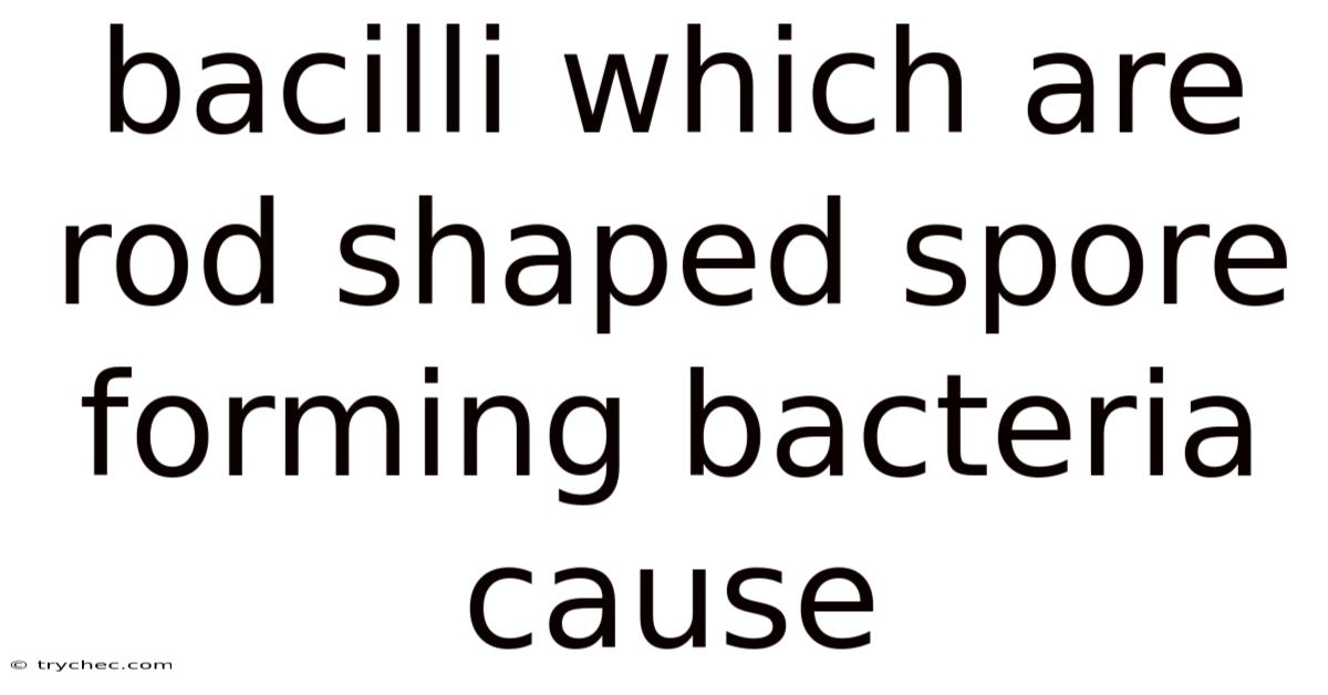 Bacilli Which Are Rod Shaped Spore Forming Bacteria Cause