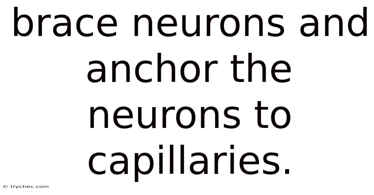 Brace Neurons And Anchor The Neurons To Capillaries.