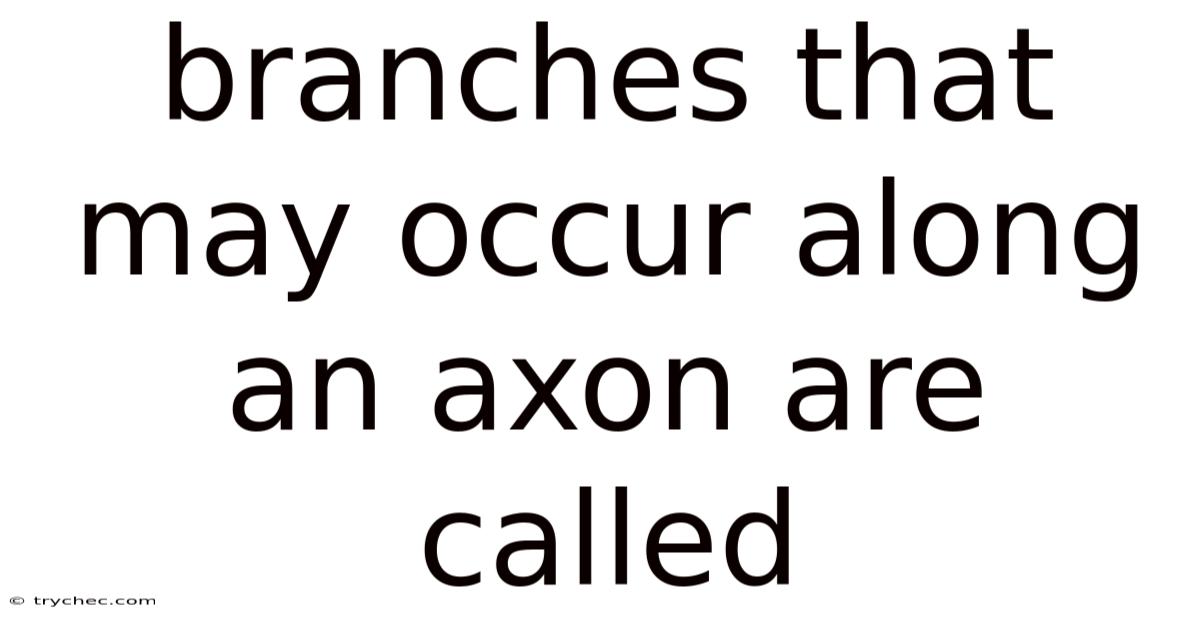 Branches That May Occur Along An Axon Are Called