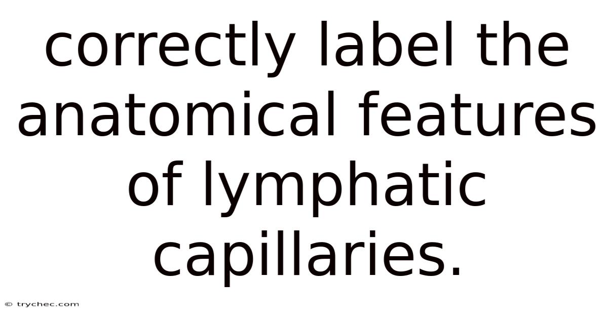 Correctly Label The Anatomical Features Of Lymphatic Capillaries.