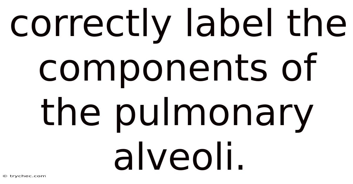 Correctly Label The Components Of The Pulmonary Alveoli.