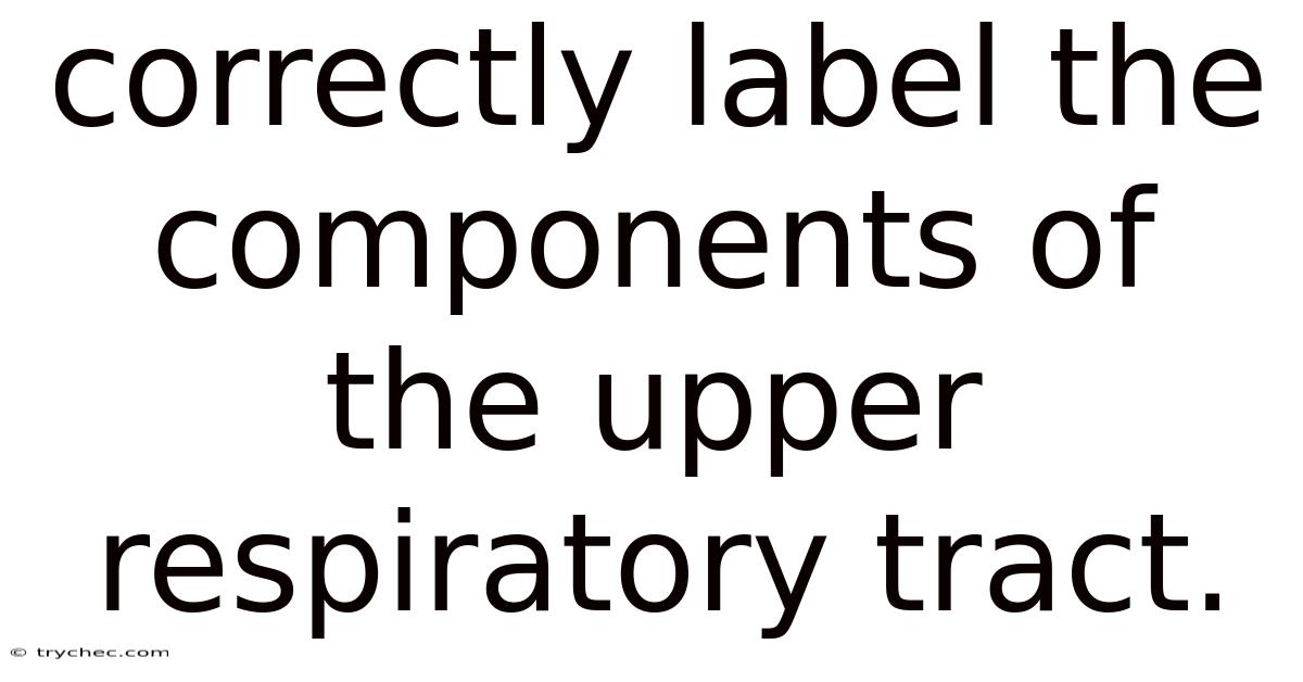 Correctly Label The Components Of The Upper Respiratory Tract.