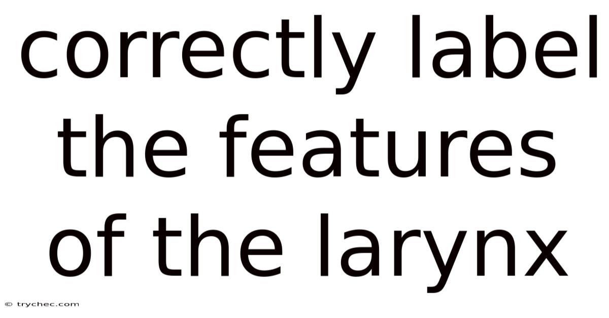 Correctly Label The Features Of The Larynx
