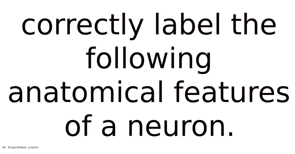 Correctly Label The Following Anatomical Features Of A Neuron.