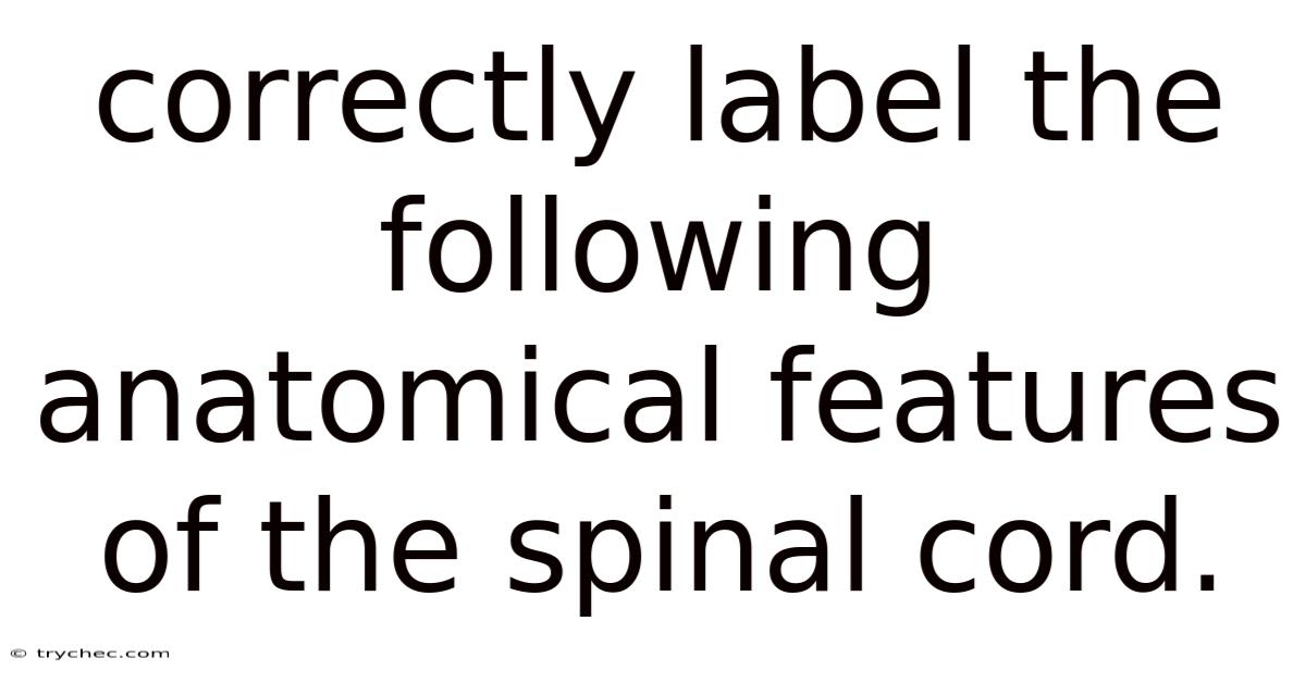Correctly Label The Following Anatomical Features Of The Spinal Cord.
