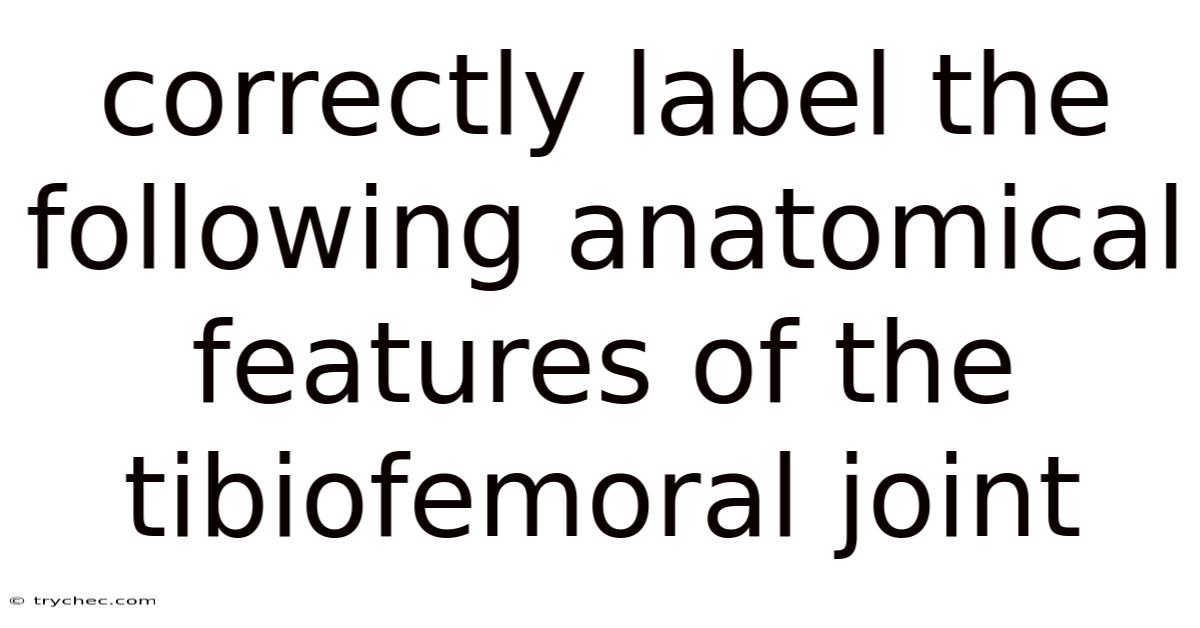 Correctly Label The Following Anatomical Features Of The Tibiofemoral Joint