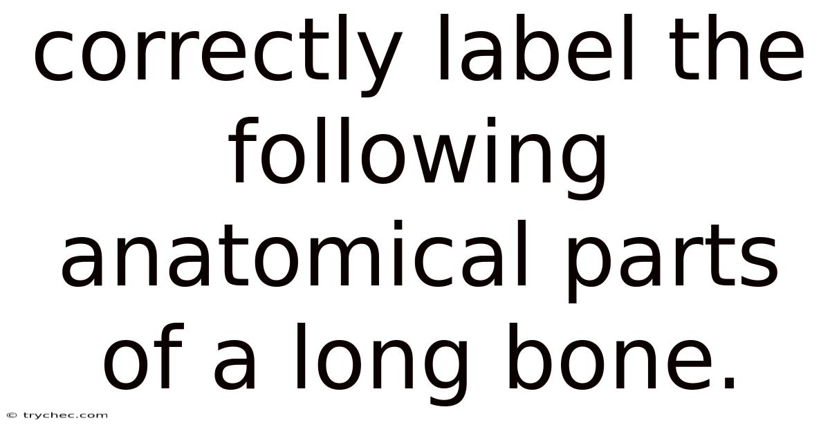 Correctly Label The Following Anatomical Parts Of A Long Bone.