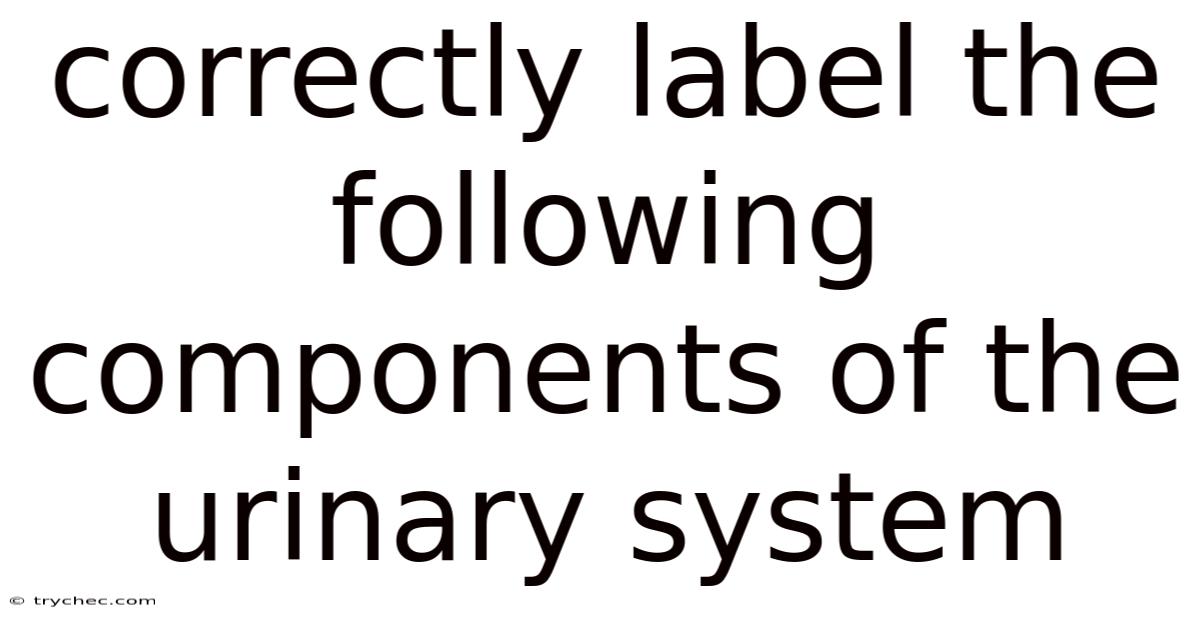 Correctly Label The Following Components Of The Urinary System