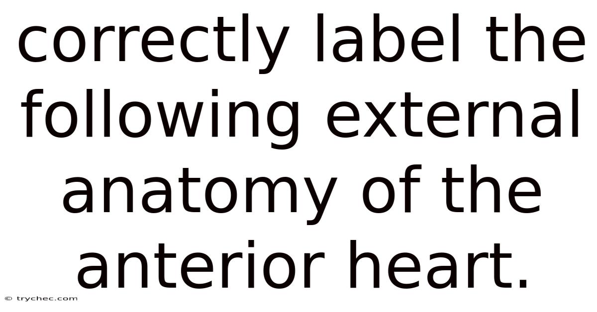 Correctly Label The Following External Anatomy Of The Anterior Heart.