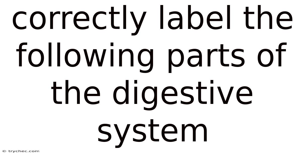 Correctly Label The Following Parts Of The Digestive System