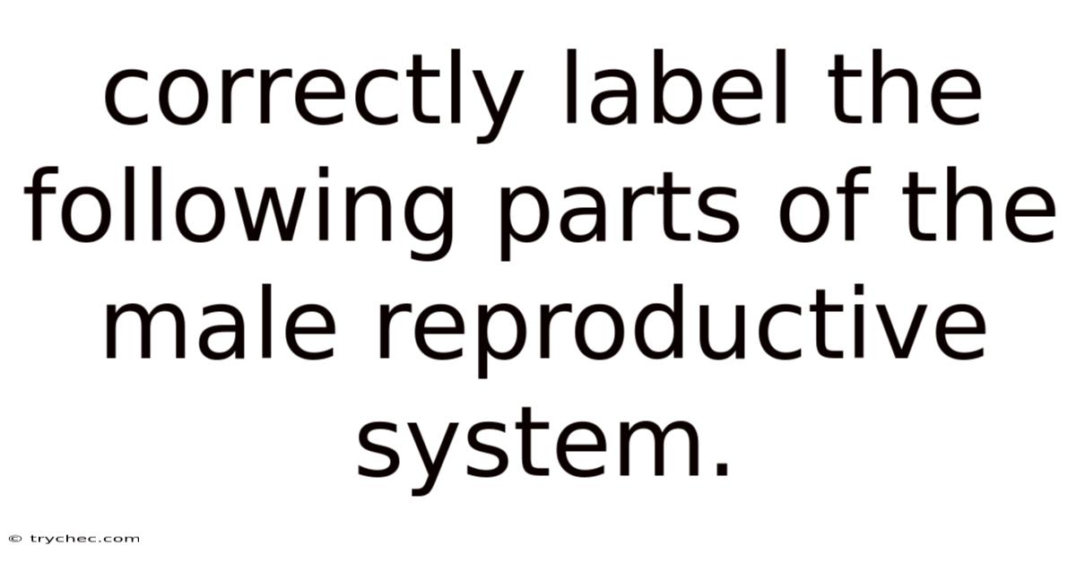 Correctly Label The Following Parts Of The Male Reproductive System.