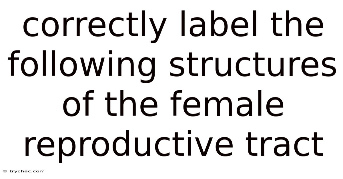 Correctly Label The Following Structures Of The Female Reproductive Tract