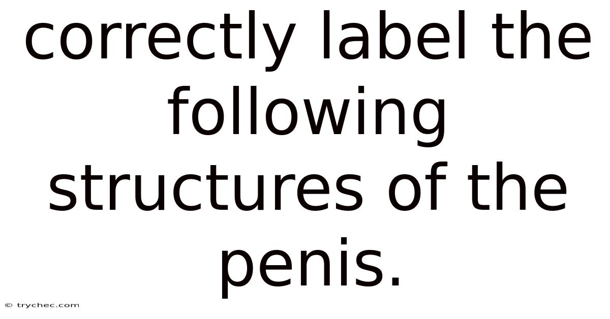 Correctly Label The Following Structures Of The Penis.