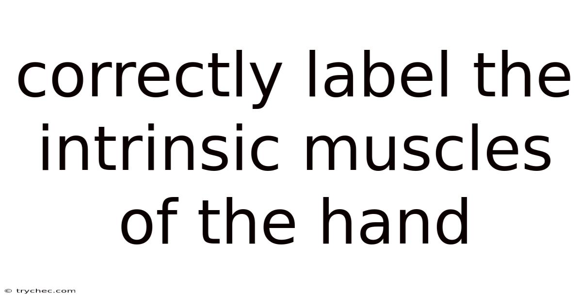 Correctly Label The Intrinsic Muscles Of The Hand
