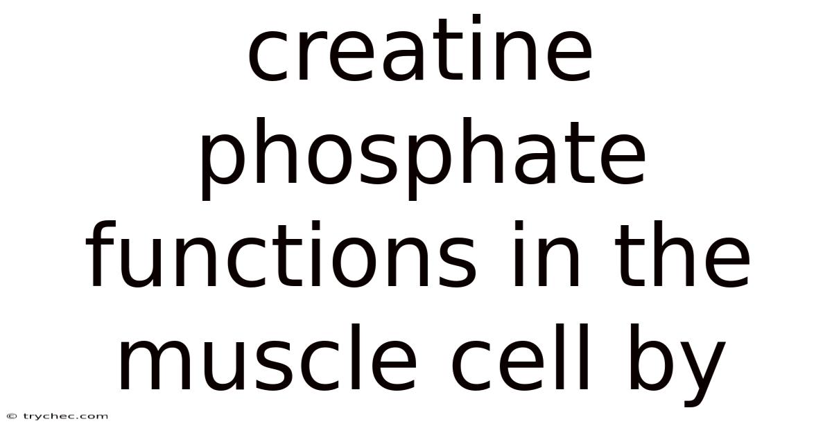 Creatine Phosphate Functions In The Muscle Cell By
