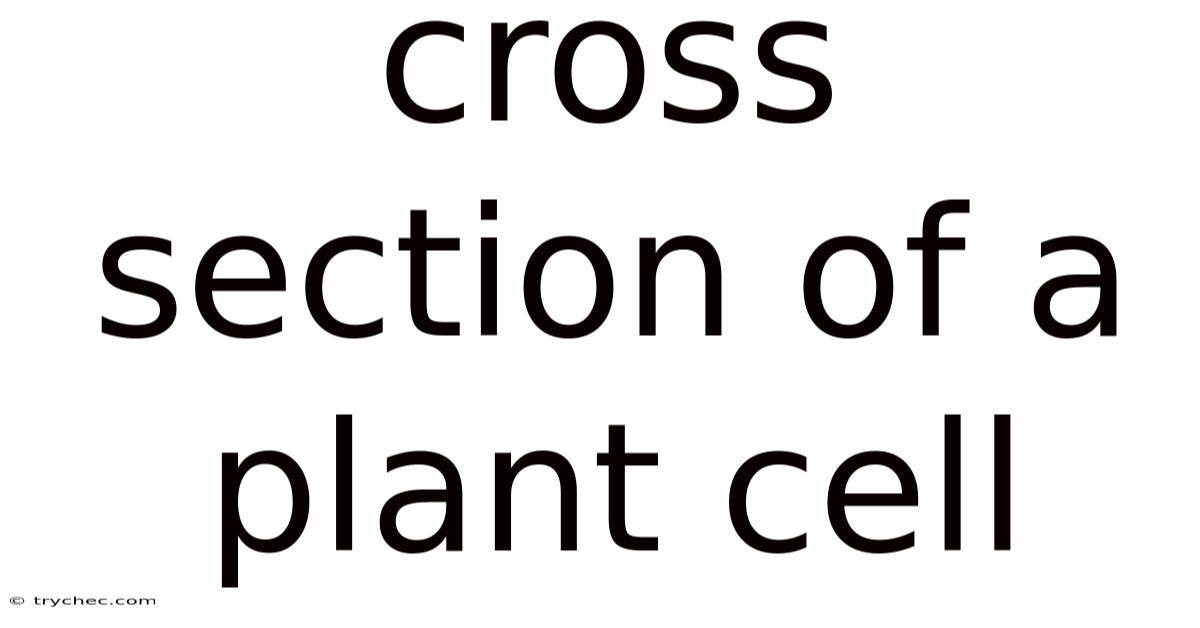 Cross Section Of A Plant Cell