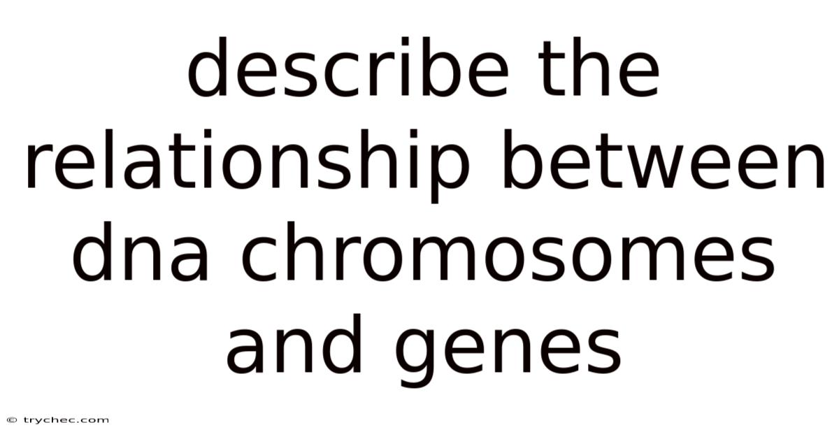 Describe The Relationship Between Dna Chromosomes And Genes