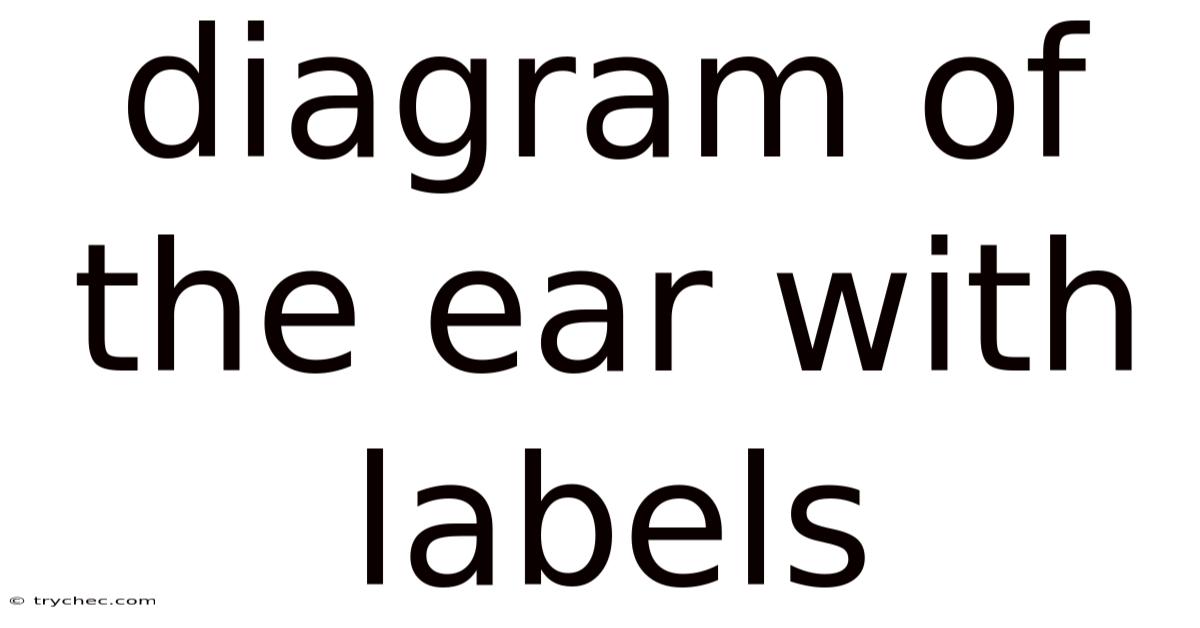 Diagram Of The Ear With Labels