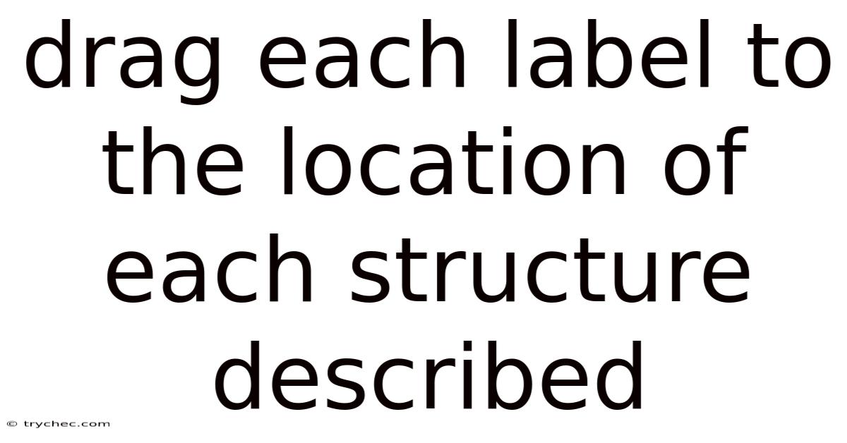Drag Each Label To The Location Of Each Structure Described