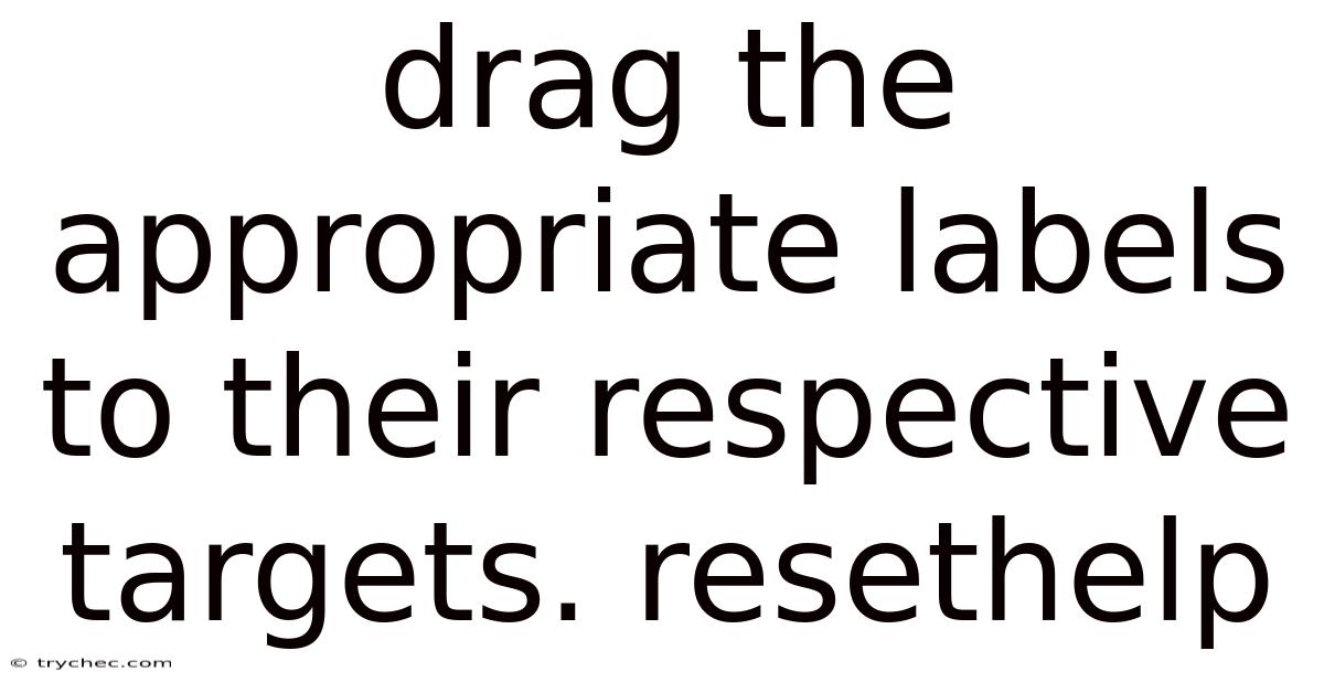 Drag The Appropriate Labels To Their Respective Targets. Resethelp
