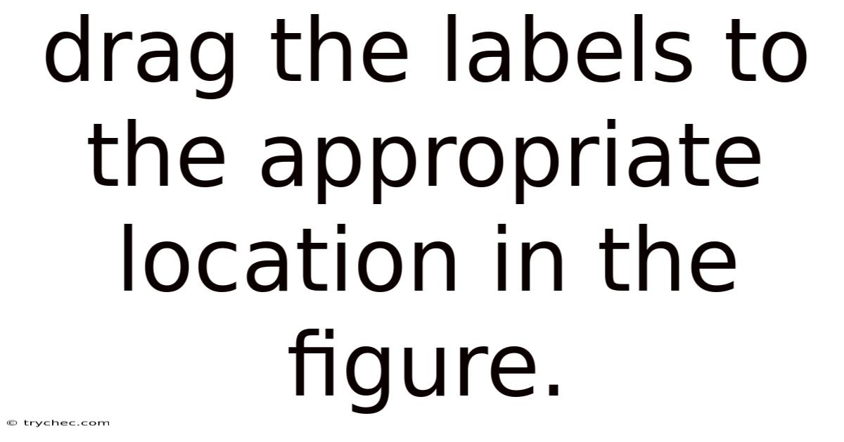 Drag The Labels To The Appropriate Location In The Figure.