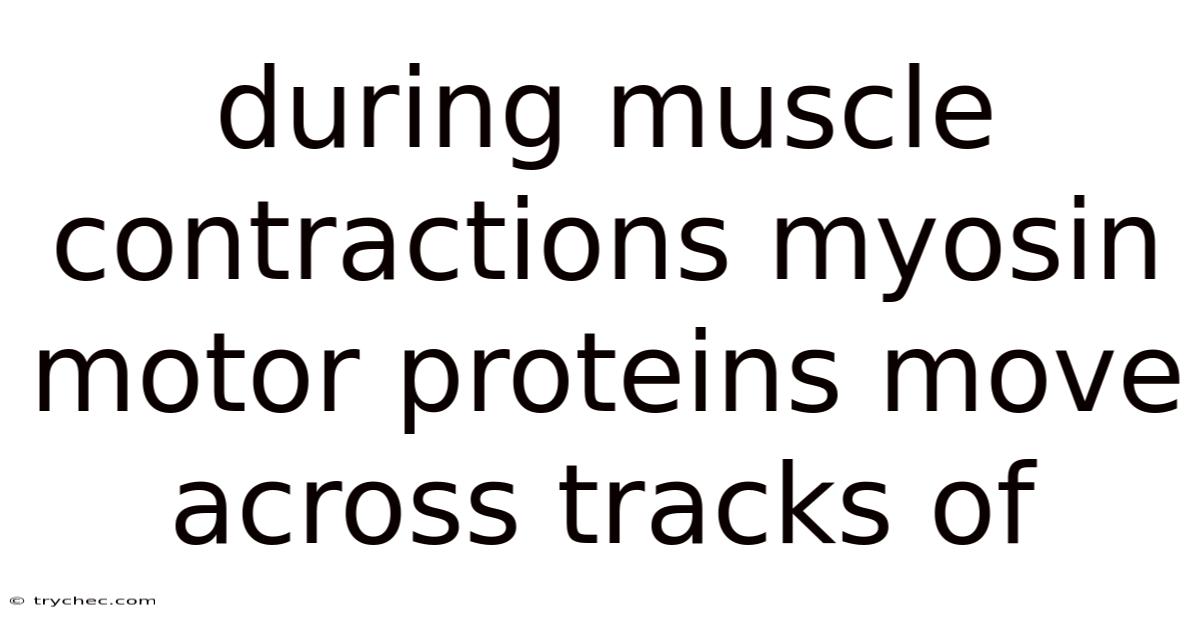 During Muscle Contractions Myosin Motor Proteins Move Across Tracks Of