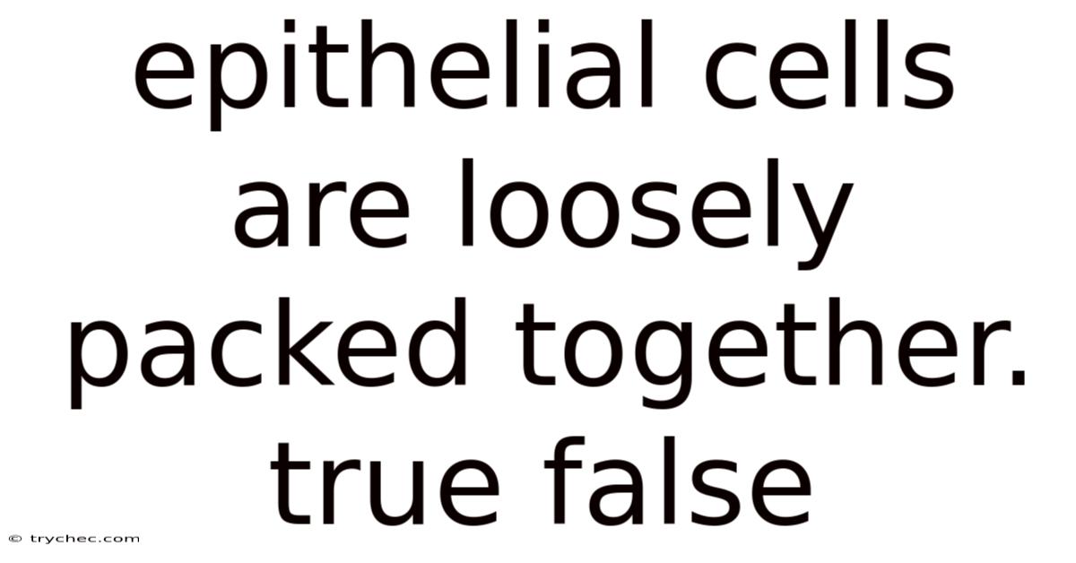 Epithelial Cells Are Loosely Packed Together. True False