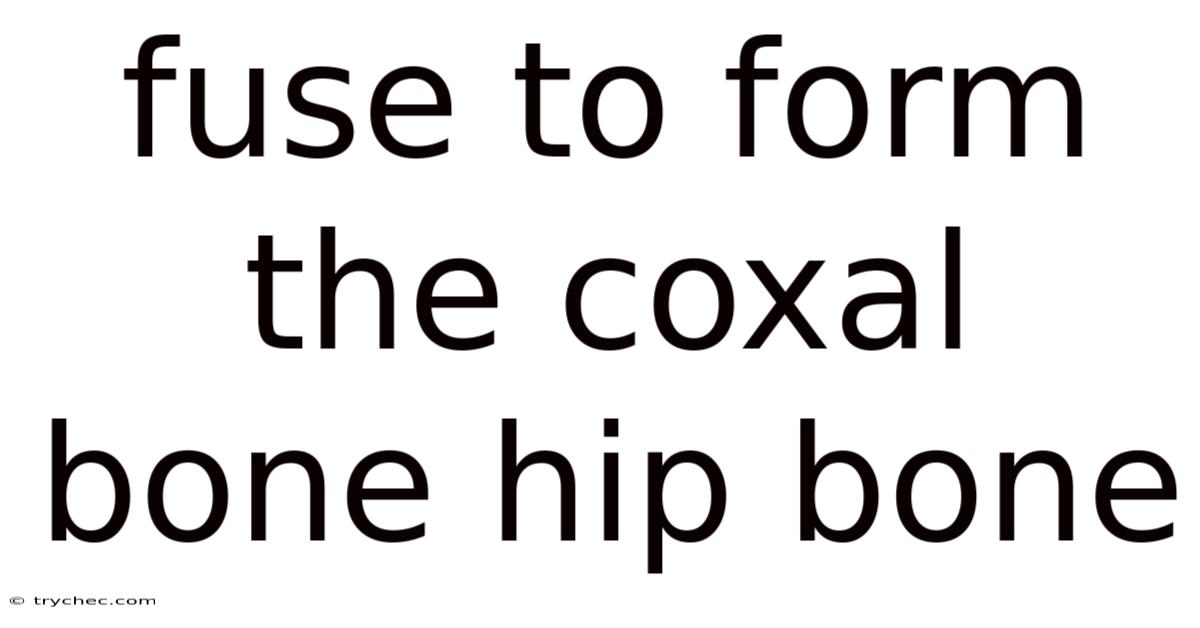 Fuse To Form The Coxal Bone Hip Bone