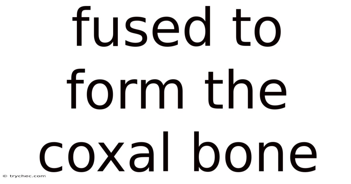 Fused To Form The Coxal Bone