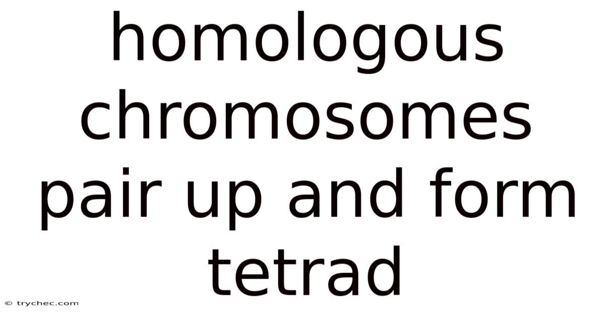 Homologous Chromosomes Pair Up And Form Tetrad