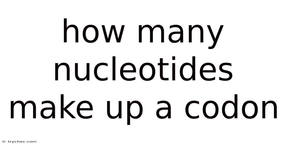 How Many Nucleotides Make Up A Codon