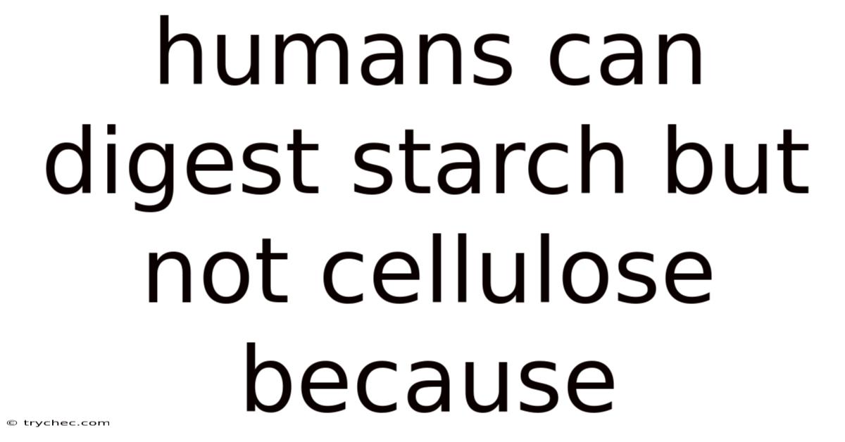 Humans Can Digest Starch But Not Cellulose Because