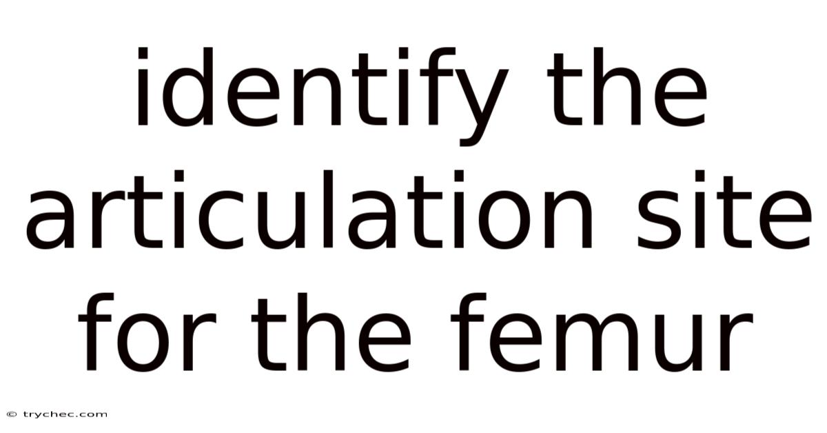 Identify The Articulation Site For The Femur