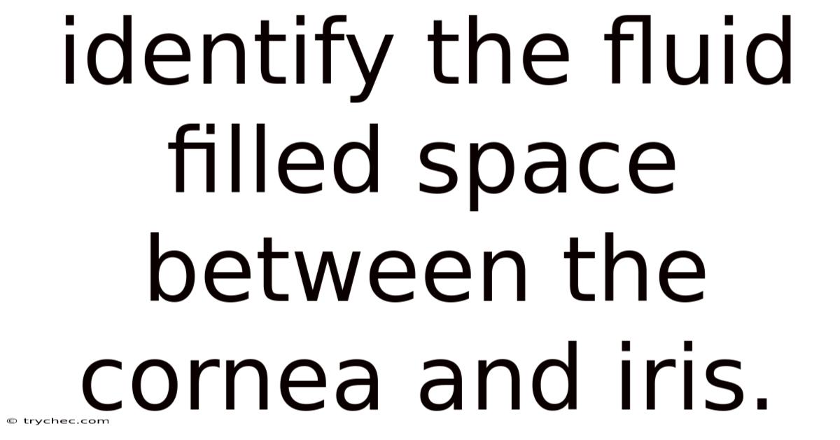 Identify The Fluid Filled Space Between The Cornea And Iris.