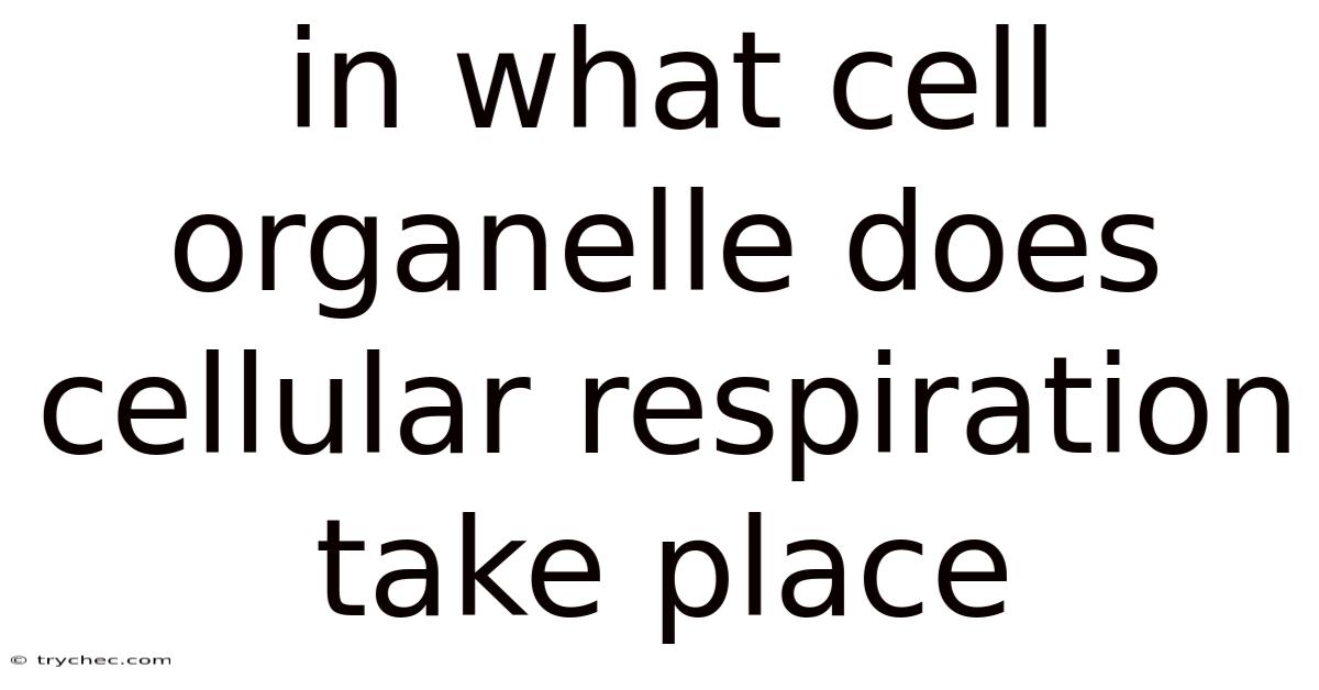 In What Cell Organelle Does Cellular Respiration Take Place