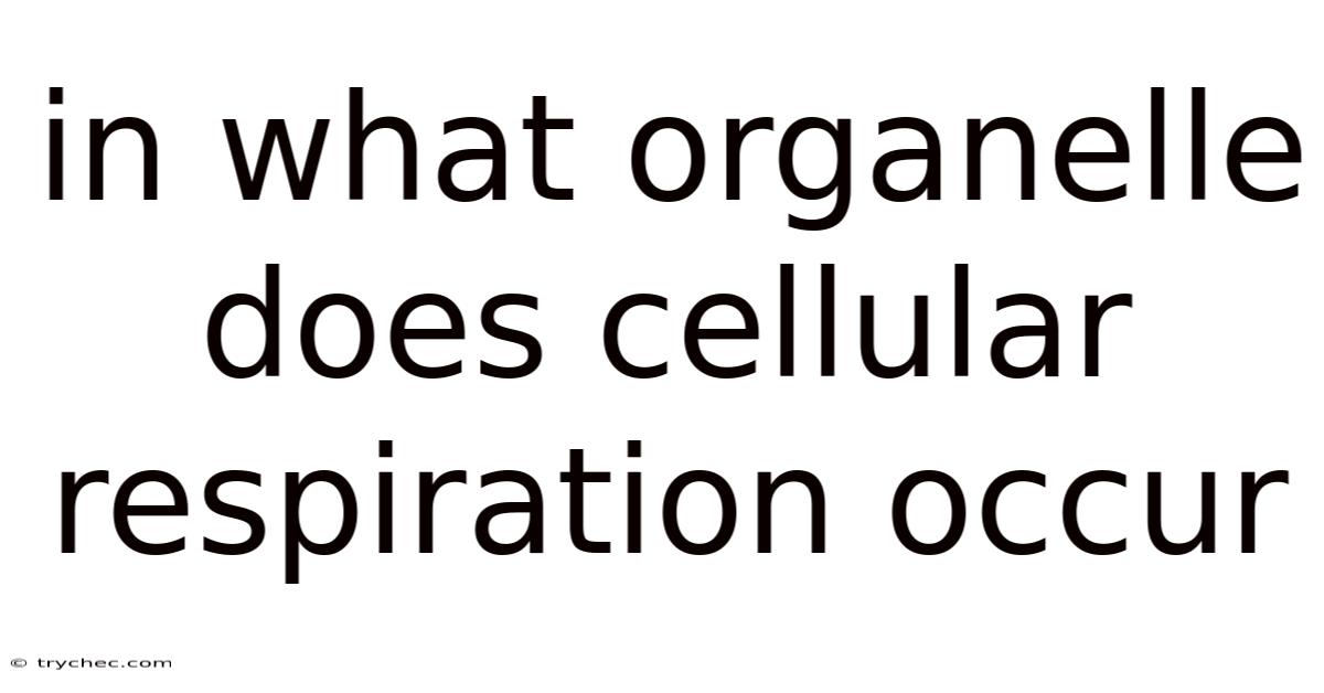 In What Organelle Does Cellular Respiration Occur