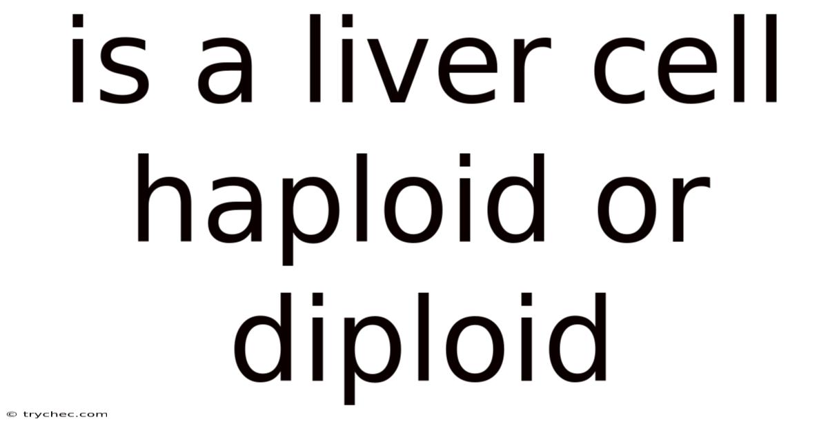 Is A Liver Cell Haploid Or Diploid