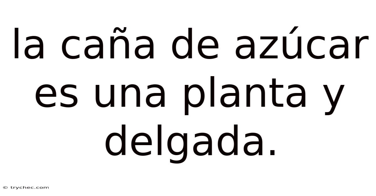 La Caña De Azúcar Es Una Planta Y Delgada.