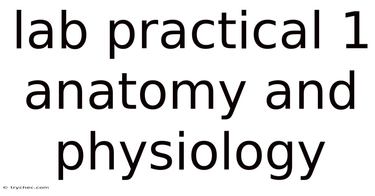 Lab Practical 1 Anatomy And Physiology